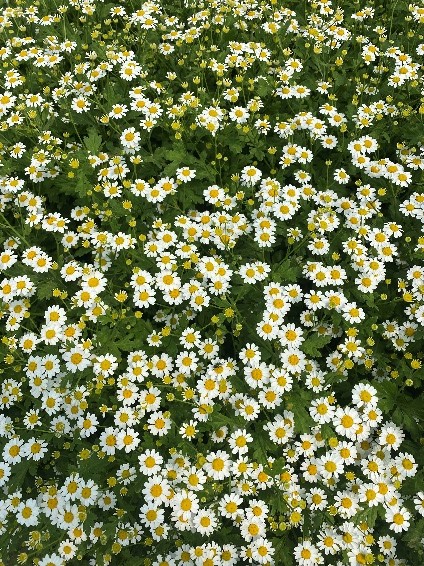 Tanacetum Vegmo single growing in trial beds